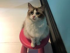 -猫色咖啡·猫咖