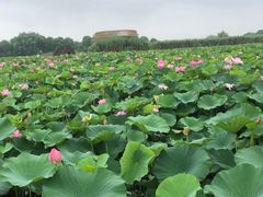 -荷塘月色湿地公园·向阳花洲