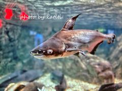 -太平洋海底世界