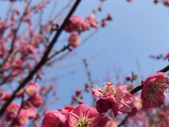 -梅花山(明孝陵内)