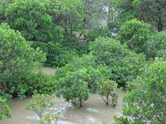 -宝安西湾红树林湿地公园
