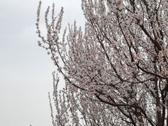 -桃花堤公园
