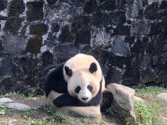 -都江堰中华大熊猫苑