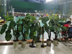 -东丽温泉羽毛球