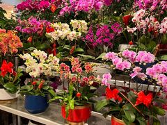 -双季花艺园艺市场(浦东店)