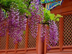 -北京国子监胡同