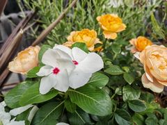 -gaga(北京新中关购物中心店)