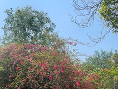 -中国科学院西双版纳热带植物园