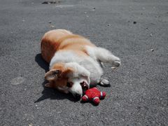 -肥朵食堂(带梦胡同店)