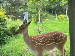 -大连森林动物园