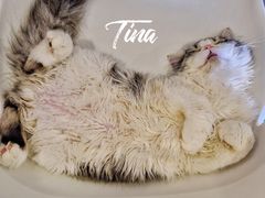 -飞行喵MR PILOT|猫舍·猫咖(静安大融城店)