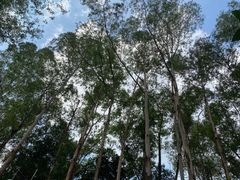 -三水森林公园