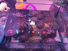 -花鸟鱼虫鲜花绿植市场(玉泉路店)