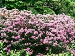 -梧桐山风景名胜区