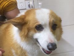 -酷狗靓猫宠物·洗护·美容·寄养(航北路店)