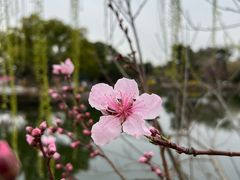 -无锡蠡湖国家湿地公园-蠡园
