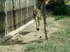 android_upload_pic-新疆天山野生动物园