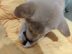 -逗柴咖啡屋·狗咖猫咖宠物桌游