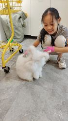 -神奇动物撸宠馆·羊驼·小浣熊·异宠(豫园店)