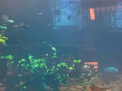 -海棠湾洲际-涛·海底餐厅·美人鱼·自助餐·海底隧道