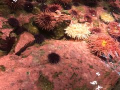 -西雅图水族馆