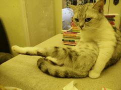 android_upload_pic-猫色咖啡·猫咖
