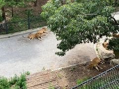 -大连森林动物园