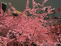 -西北湖绿化广场