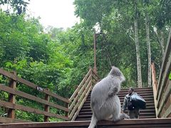 -野象谷景区