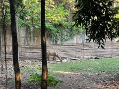 -清迈夜间动物园