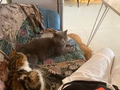 -平行世界·猫咖(首经贸店)