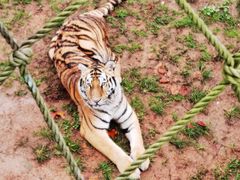 -西霞口神雕山野生动物世界