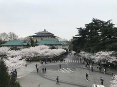 -武汉大学-樱园
