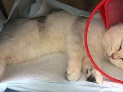 -瑞派长江宠物医院·猫科·外科·24小时夜护(谊城公寓分院)