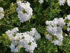 -上海植物园-4号门售票处