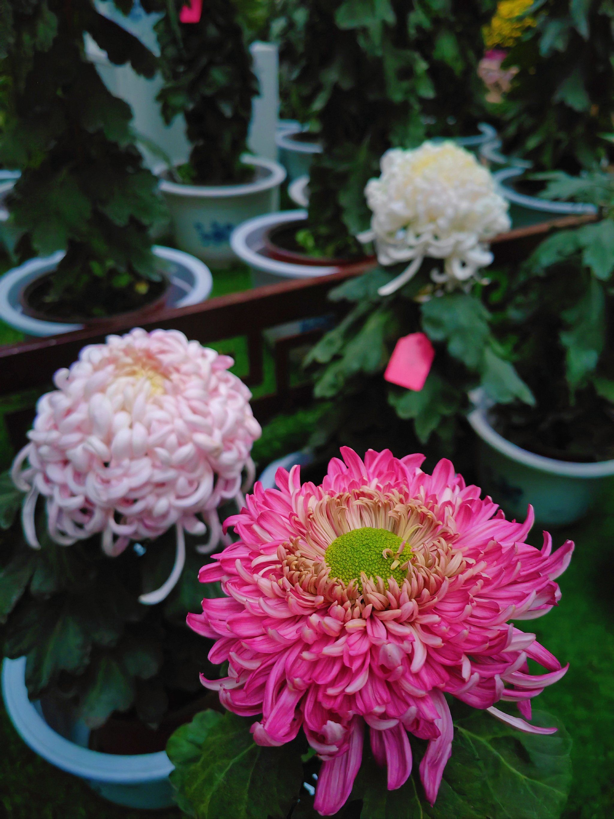 锡惠公园🌼菊花展