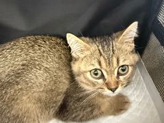 -瑞派康怡24h宠物医院·犬猫医疗中心·微创绝育(瑞景分院)