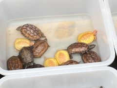 -青石桥花鸟鱼虫市场(叠翠城店)