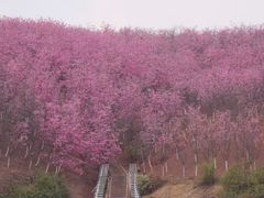 -宜良山后樱花谷