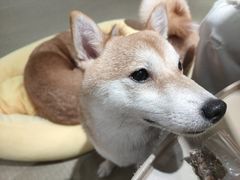 -逗柴咖啡屋·狗咖猫咖宠物桌游