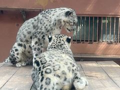 -青藏高原野生动物园