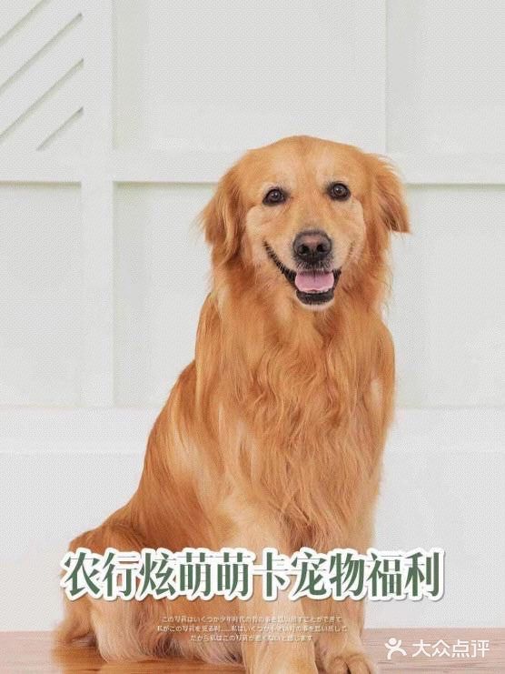 【家有戏精萌宠】金毛养成日记