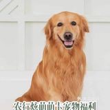 【家有戏精萌宠】金毛养成日记