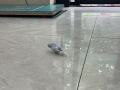 -安安宠医宠物医院·异宠·犬猫内科(岳阳分院)