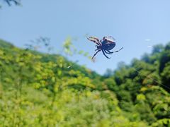 -黑河国家森林公园