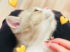 -momokira米努特·德文卷毛猫·棉花面纱犬
