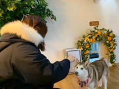 -Husky Go! 哈士奇体验馆·宠物咖啡厅狗咖