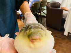 -肆月河豚·新淮扬(金融街店)