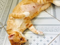 -瑞派旺宝宠物医院·犬猫全科综合·尿道专科(莲兴院)