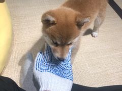 小奶狗-逗柴咖啡屋·狗咖猫咖宠物桌游